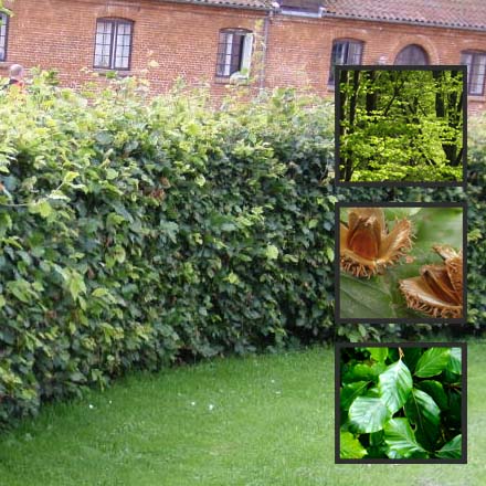 Beech Green Hedging - Fagus Sylvatica 80cm - 100cm Bareroot